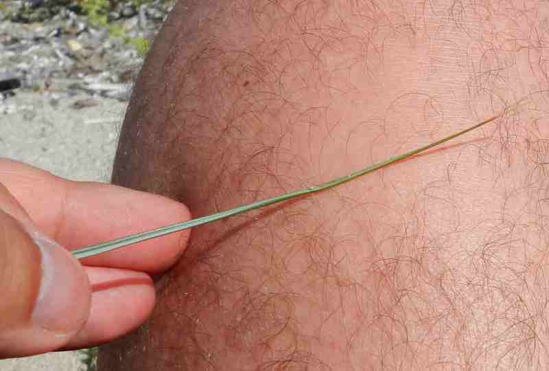 Sparto delle dune ???